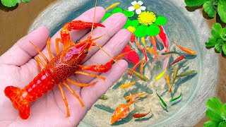 Catch Baby Lobster In Giant Colorful Eggs Kim Kim Fish Koi Betta Fish Guppies  Fishing Video [upl. by Amoakuh963]