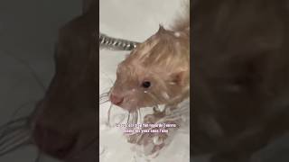 J’ai eu un poisson à la place d’un furet 🤣🫶🏻 furet furets ferret ferrets funnyvideos bath [upl. by Ellatsyrc]