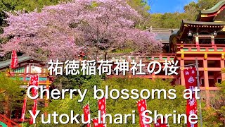 「4K」祐徳稲荷神社の桜2020年 Cherry blossoms at Yutoku Inari Shrine [upl. by Levy]