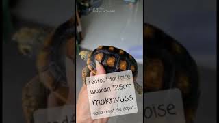 An Overview For The New Owner  The Redfoot Tortoise [upl. by Eidob]