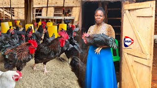 From Teacher to Chicken Farmer How I Earn Ugx 5m Monthly MollyLocalPoultryFarm [upl. by Brebner]