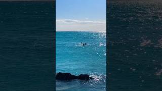 Dolphins Mating in The Bahamas treasurecay bahamas dolphins [upl. by Eeldarb992]