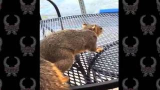 Squirrel Pees On Man [upl. by Lenhard]