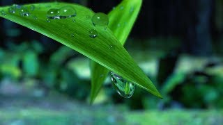 Rain at Night in Hawaii  Sleep Study Relax  White Noise Rainstorm Sounds [upl. by Godwin]