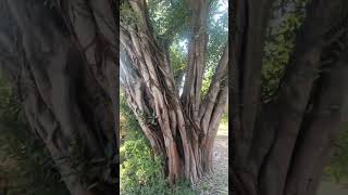 Tree name in your area  nature india shorts music motivation gandhi [upl. by Einahpts]