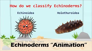 ECHINODERMS Animation [upl. by O'Mahony865]