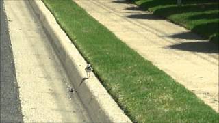 Baby quotkilldeerquot bird trying to jump a curb [upl. by Renba780]