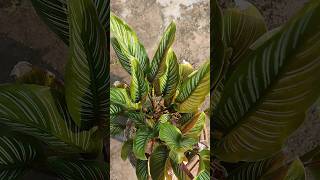 Pinstripes plant🪴 shorts youtubeshorts pinstripe plants garden homegarden [upl. by Vala]