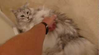 Maine Coon Cat Talking [upl. by Alset647]