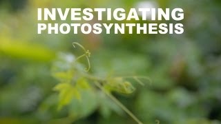 Investigating Photosynthesis [upl. by Anderegg17]