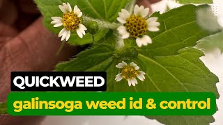 Quickweed Galinsoga paviflora Identification and Control [upl. by Gilford]