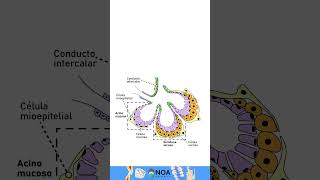 Glandula salival Histologia biology dental  glandula odontolovers [upl. by Jehiel37]