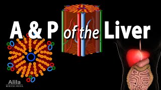 Anatomy and Physiology of the Liver Animation [upl. by Norrehc]