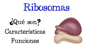 🌐 ¿Qué son los Ribosomas 💥 Características y Funciones Fácil y Rápido  BIOLOGÍA [upl. by Malvina502]