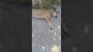 Pregnant Brown Stray dog sleeping in evening  Mountain Village  Nature Buddies shorts viralvideo [upl. by Christabella]