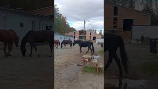 Apulia horse music equestrian synthwavemagic synthlove synthmagic love horseriding [upl. by Ainahtan]