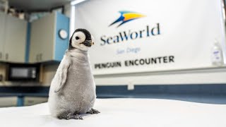 SeaWorld Announces new Emperor Penguin chick [upl. by Ventura]