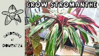 How to Grow Stromanthe Triostar  Quick amp Easy Guide [upl. by Henri]