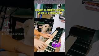 Perrito cantante animalandia respetoanimal soykorsy shortsfeed amoranimal perros viral [upl. by Alfred411]