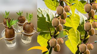 How to Grow Kiwi Plants From Kiwi Fruit  How to Grow Kiwi From Seed  Growing Kiwi Plants [upl. by Anwat]