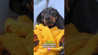 Dachshunds Smart Brave and Full of Personality shorts dog dachshund [upl. by Mairam]