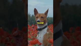 Basenji The Barkless Dog That Yodels 🐕🎶 DogFacts Basenji BarklessDog [upl. by Phip637]