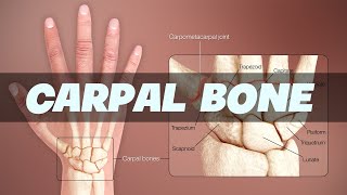 Carpal Bone  Anatomy [upl. by Towbin]