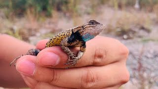 Lagarto de panza azul Sceloporus grammicus [upl. by Nosydam]