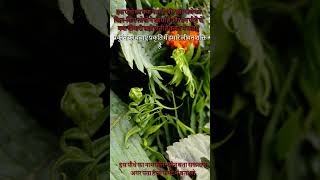 पौधे का नाम बताओ nature flowers beautiful naturelovers plants shorts mukeshrajaramvlogs [upl. by Trabue594]