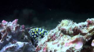 Living Together  A guide to symbiosis on coral reefs [upl. by Arded]