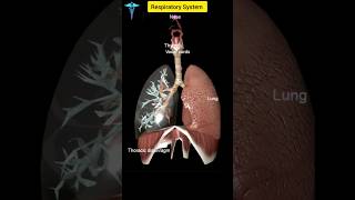 Respiratory System respiratorysystem shorts anatomy [upl. by Ssac162]