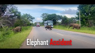 Baby Elephant Crossing The Road  Elephant Attack To Bus  Baby Elephant Saved From An Accident [upl. by Naomi]