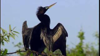 Anhinga  National Park Animals for Kids [upl. by Elisa272]