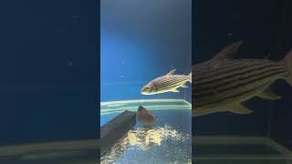 Vittatus Tiger Fish growing well in the 9ft [upl. by Araf684]