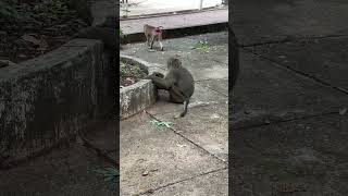 The Beautiful Tiny Monkeys at Mountain in my country monkey MonkeyLife animallove [upl. by Ennairac]