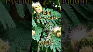 蕨菜 它隐藏了什么暗物质pteridium aquilinum edible？ [upl. by Cull]