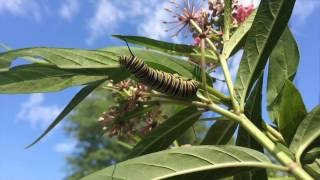 Tropical milkweed and Monarch butterflies [upl. by Airotahs720]