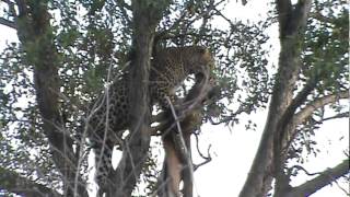 Leopard Drags an Impala to the top of a tree in Kenyas Masai Mara Safari VideosAfrican Safari [upl. by Lisle28]