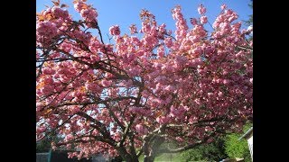 Double Pink Kwanzan Japanese Cherry Tree in Bloom [upl. by Occir]