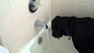 Funny Labrador in the bath turning on the water [upl. by Deelaw888]