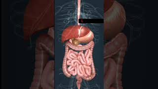 Human digestive System  StomachLiverPancrease amp Intestine shorts [upl. by Mellman]