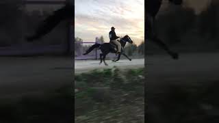 Speed Racking Singlefoot stud horse quotLEGENDquot [upl. by Noyek234]