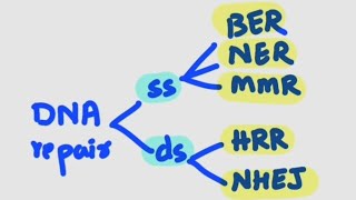 DNA REPAIR MECHANISMS [upl. by Modesta]