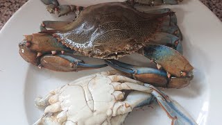 comment nettoyer les crabes [upl. by Schreib205]