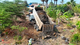 Nice To Action Dump Trucks Buried And Fill​ Land Top Layer with SD22 Dozer Shantui Pushing [upl. by Tarabar]