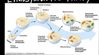 Endosymbiotic Theory [upl. by Malka95]