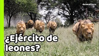 LEONES SKYBED LA COALICIÓN DE 9 ENORMES REYES [upl. by Htebazileyram832]