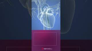 The Coronary Angiogram cardiology angiogram cardiachealth heartdisease anatomy universe [upl. by Adnyleb]