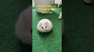 Have ever seen cute hamster like this cutehamsterdoing [upl. by Bowyer]