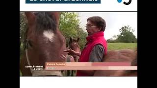 Le cheval ardennais la race la plus ancienne dEurope  Complètement à lEst [upl. by Odo271]